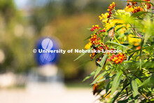 Monarch butterflies flock to a patch of butterfly weed in the gardens south of the Sheldon Museum of