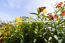 Monarch butterflies flock to a patch of butterfly weed in the gardens south of the Sheldon Museum of