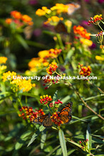 Monarch butterflies flock to a patch of butterfly weed in the gardens south of the Sheldon Museum of