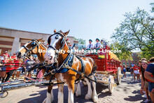 The Budweiser Clydesdales in front of the Selleck Quadrangle on game day. Nebraska vs Michigan State