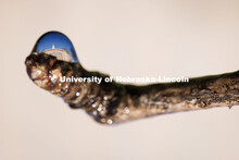 Love Library is seen through a drop of water dripping from a small branch. October 8, 2025. 