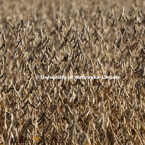 Harvest on October, 4, 2010, east of Lincoln in Lancaster and Saunders counties. Photo by Craig Chandler / University Communications