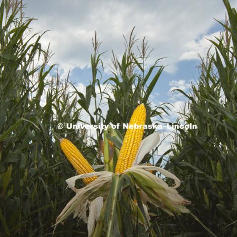 Ears of corn have been exposed in a test plot along Highway 34 between Seward and York, NE. 110826, Photo by Craig Chandler / University Communications