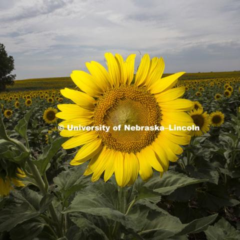 Sunflowers in field near Minneapolis, KS. July 8, 2012. Photo by Craig Chandler / University Communications