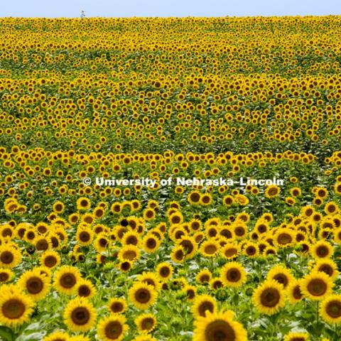 Sunflowers in field near Minneapolis, KS. July 8, 2012. Photo by Craig Chandler / University Communications