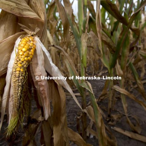 Drought affected corn. Southern Lancaster County, near Bennet, Nebraska. 120820, Photo by Craig Chandler / University Communications