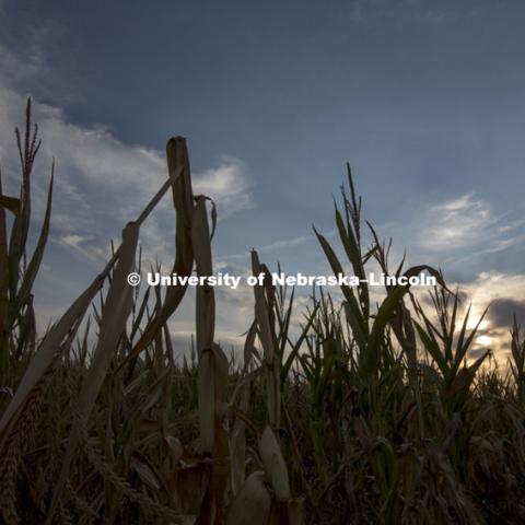 Drought affected corn. Southern Lancaster County, near Bennet, Nebraska. 120820, Photo by Craig Chandler / University Communications