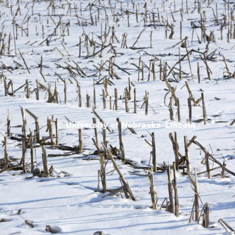 Snow blankets the ground as corn stalks poke through in southern Lancaster County. Saturday, February 24, 2013. Photo by Craig Chandler / University Communications