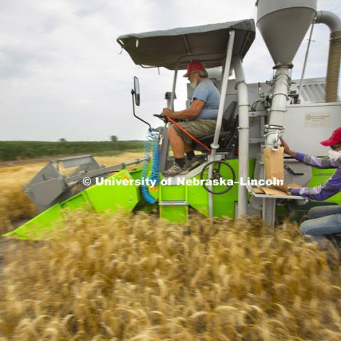 Wheat harvest of test plots at UNL fields at 84th and Havelock. Peter Baenziger, Agronomy and Horticulture Professor. July 9, 2014  Photo by Craig Chandler / University Communications