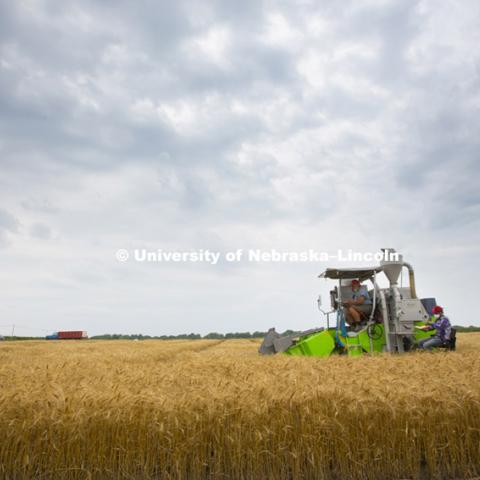 Wheat harvest of test plots at UNL fields at 84th and Havelock. Peter Baenziger, Agronomy and Horticulture Professor. July 9, 2014  Photo by Craig Chandler / University Communications