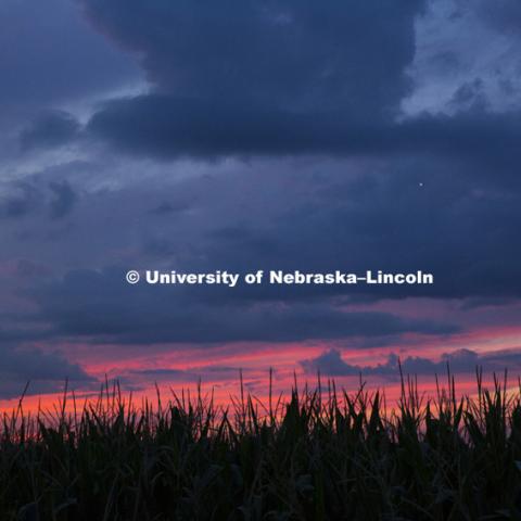 Corn field and sunset north of Beatrice, NE.  July 16, 2015. Photo by Craig Chandler / University Communications