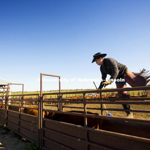 Calves are weaned from the herd Tuesday at the ARDC near Meade, NE. The herd are Red Angus called Husker Reds. October 14, 2014.  Photo by Craig Chandler / University Communications

Ben Schneider in cowboy hat, Ben Hansen in grey cap, Sam Cares in blue cap, Jeff Bergman in red cap, Karl Malone operating RF ear tag reader.