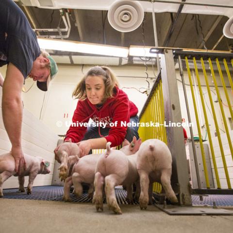 ASCI 150 class learns Farrowing Management weighing and sorting piglets on east campus. Bryan A. Reiling, Ph. D. Associate Professor, Animal Science. February 17, 2015. Photo by Craig Chandler / University Communications. 