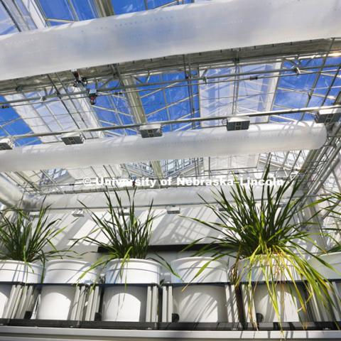 New greenhouses at Nebraska Innovation Campus will include  a section where the plants--including full size corn plants--are shuttled on a rail system and photographed by a broad spectrum camera. May 12, 2015, Photo by Craig Chandler / University Communications