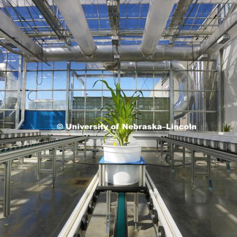 New greenhouses at Nebraska Innovation Campus will include  a section where the plants--including full size corn plants--are shuttled on a rail system and photographed by a broad spectrum camera. May 12, 2015, Photo by Craig Chandler / University Communications