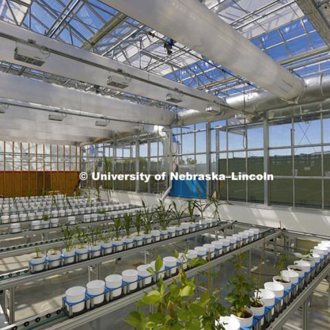 New greenhouses at Nebraska Innovation Campus will include  a section where the plants--including full size corn plants--are shuttled on a rail system and photographed by a broad spectrum camera. May 12, 2015, Photo by Craig Chandler / University Communications