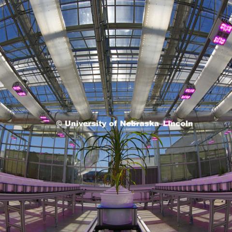 Open house. New greenhouses on Nebraska Innovation Campus include an automated system for photographing plants under multiple spectrums of light. May 18, 2015. Photo by Craig Chandler / University Communications