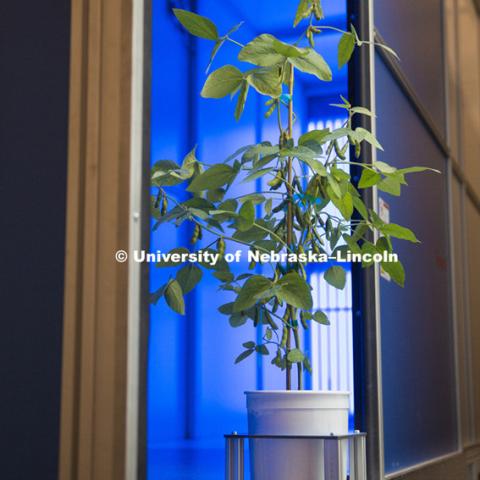 Open house. New greenhouses on Nebraska Innovation Campus include an automated system for photographing plants under multiple spectrums of light. May 18, 2015. Photo by Craig Chandler / University Communications