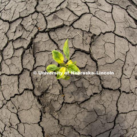 A soybean plant grows in a dry ground in Landcaster County, NE.  Office of Research photo shoot June 30, 2015.  Photo by Craig Chandler/University Communications.
