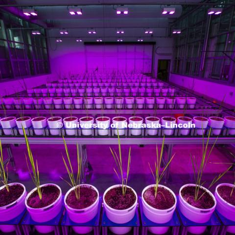 Harkamal Walia checks the progress of a rice plant growing in the Lemna Tech High Throughput Phenotyping facility at the Greenhouse Innovation Center on Nebraska Innovation Campus. The magenta glow is caused by custom LED grow lights. The facility is an automated system which moves the plants via conveyor belts and automatically waters them and then records their growth daily.  August 11, 2015.  Photo by Craig Chandler/University Communications