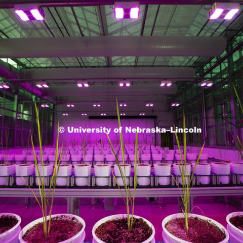 Harkamal Walia checks the progress of a rice plant growing in the Lemna Tech High Throughput Phenotyping facility at the Greenhouse Innovation Center on Nebraska Innovation Campus. The magenta glow is caused by custom LED grow lights. The facility is an automated system which moves the plants via conveyor belts and automatically waters them and then records their growth daily.  August 11, 2015.  Photo by Craig Chandler/University Communications