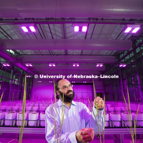 Harkamal Walia checks the progress of a rice plant growing in the Lemna Tech High Throughput Phenotyping facility at the Greenhouse Innovation Center on Nebraska Innovation Campus. The magenta glow is caused by custom LED grow lights. The facility is an automated system which moves the plants via conveyor belts and automatically waters them and then records their growth daily.  August 11, 2015.  Photo by Craig Chandler/University Communications