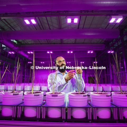 Harkamal Walia checks the progress of a rice plant growing in the Lemna Tech High Throughput Phenotyping facility at the Greenhouse Innovation Center on Nebraska Innovation Campus. The magenta glow is caused by custom LED grow lights. The facility is an automated system which moves the plants via conveyor belts and automatically waters them and then records their growth daily.  August 11, 2015.  Photo by Craig Chandler/University Communications