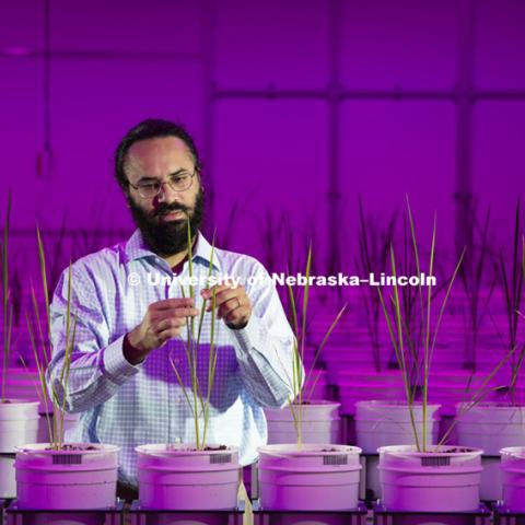 Harkamal Walia checks the progress of a rice plant growing in the Lemna Tech High Throughput Phenotyping facility at the Greenhouse Innovation Center on Nebraska Innovation Campus. The magenta glow is caused by custom LED grow lights. The facility is an automated system which moves the plants via conveyor belts and automatically waters them and then records their growth daily.  August 11, 2015.  Photo by Craig Chandler/University Communications