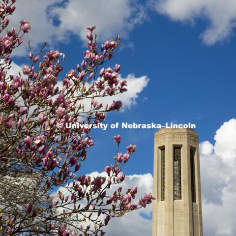 Mueller Bell Tower surrounded by the blooming spring trees. March 16, 2016, photo by Craig Chandler, University Communications.