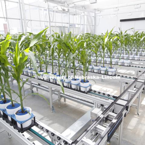 Corn grows in Innovation Campus greenhouse. June 17, 2016. Photo by Craig Chandler / University Communications