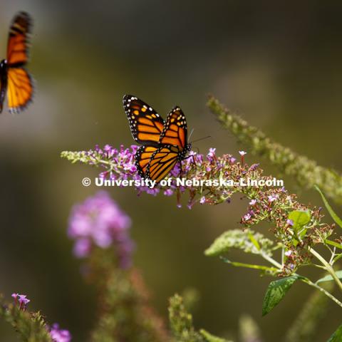 Flowers at Master Garden on East Campus and butterflies near entomology building. September 15, 2016.  Photo by Craig Chandler / University Communications