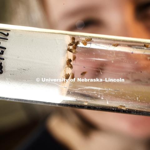 Kristi Montooth holds a vial of genetically marked fruit flies. The markers change the flies eye color. In nature, fruit fly eyes are red. Montooth, Associate Professor of Biology, has published an article about molecular evolution and ethanol tolerance