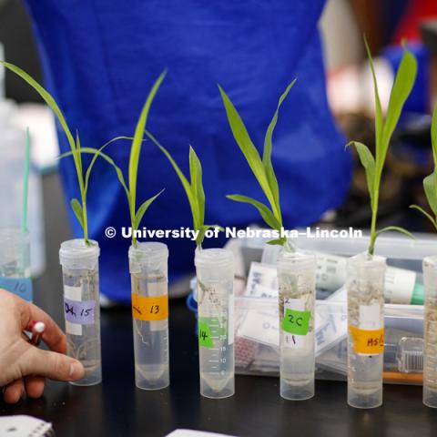 Students in LIFE 121L - Fundamentals of Biology 2 Laboratory, taught by Altangerel "Auggie" Tsogtsaikhan, graduate student in biological sciences, in Brace Lab. March 15, 2017. Photo by Craig Chandler / University Communication.