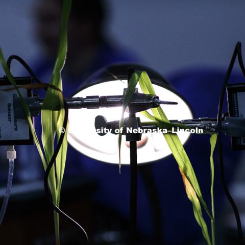 Students in LIFE 121L - Fundamentals of Biology 2 Laboratory, taught by Altangerel "Auggie" Tsogtsaikhan, graduate student in biological sciences, in Brace Lab. March 15, 2017. Photo by Craig Chandler / University Communication.