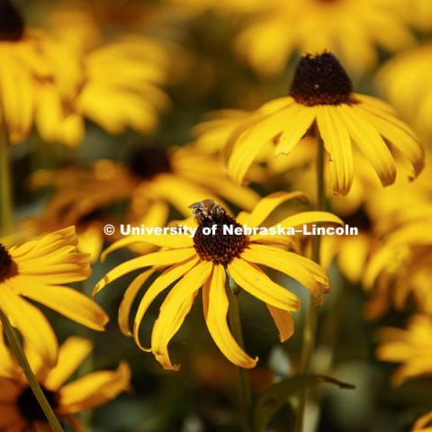 Black-eyed Susan flowers on UNL City Campus. August 3, 2017. Photo by Craig Chandler / University Communication.