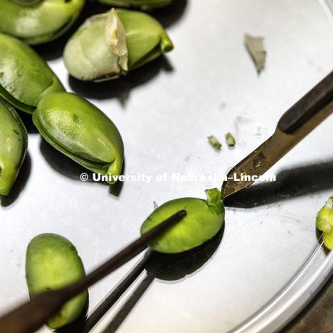 Soybean cotyledon explants being prepared for culture, first step for soybean transformation. Tom Clemente lab in Beadle Center. March 27, 2018. Photo by Craig Chandler / University Communication.