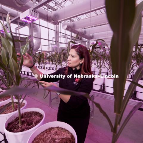 Tala Awada is pictured in the greenhouse at Nebraska Innovation Campus. Tala is a professor for the School of Natural Resources, and the Associate Dean and Director for the Agricultural Research Division. April 12, 2018. Photo by Greg Nathan, University Communication.