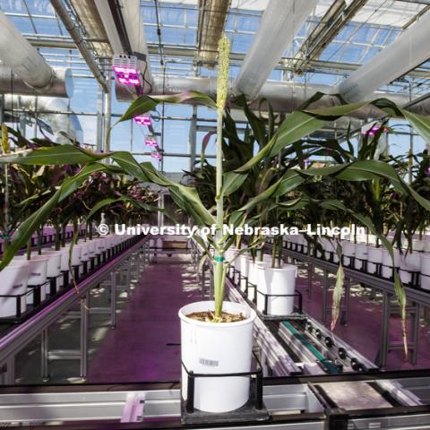 The facility features state-of-the-art computer environmental controls, a LemnaTec High-Throughput Plant Phenotyping system. Greenhouse Innovation Center at Nebraska Innovation Campus, photographed for the N150 anniversary book. May 10, 2018. Photo by Craig Chandler / University Communication.