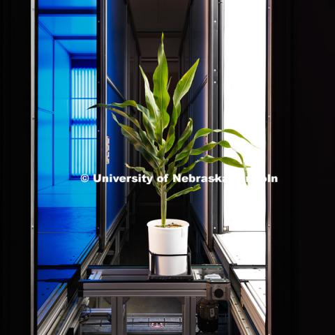 The facility features state-of-the-art computer environmental controls, a LemnaTec High-Throughput Plant Phenotyping system. Greenhouse Innovation Center at Nebraska Innovation Campus, photographed for the N150 anniversary book. May 10, 2018. Photo by Craig Chandler / University Communication.