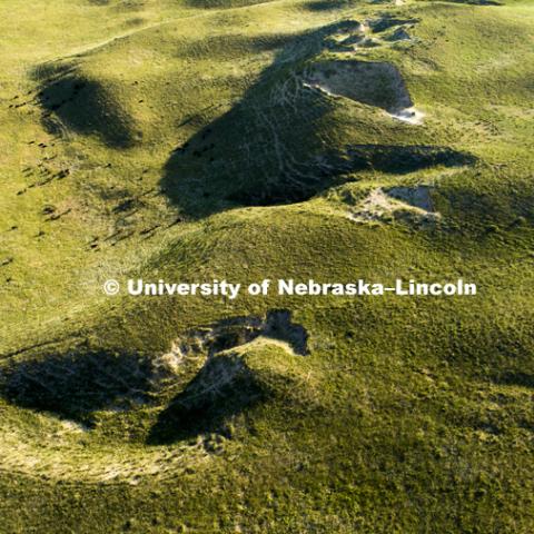 Sand hills and cattle between Tyron and Arthur, Nebraska. July 9, 2018. Photo by Craig Chandler / University Communication.