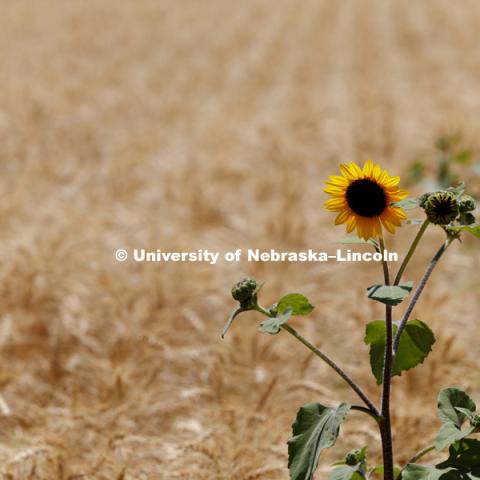 Wheat Harvest in Perkins County Nebraska. July 10, 2018. Photo by Craig Chandler / University Communication.