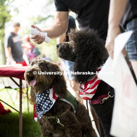 A pair of patriotic pooches watch the excitement during the Husker Dog fest on August 11, 2018 on the University of Nebraska-Lincoln Campus. Photo by Alyssa Mae for University Communication.
