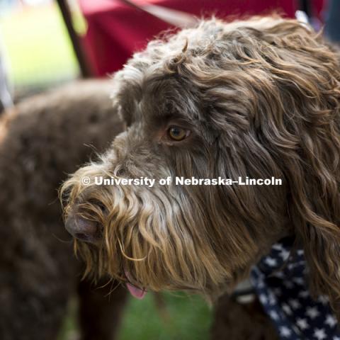 A patriotic pooch during the Husker Dog fest on August 11, 2018 on the University of Nebraska-Lincoln Campus. Photo by Alyssa Mae for University Communication.