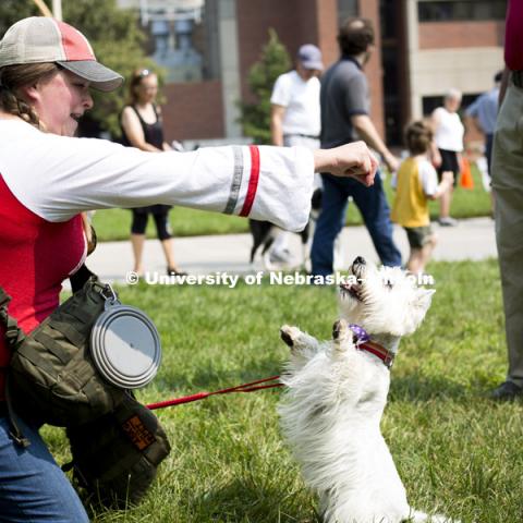 A talented dog showcases his tricks for the "Dogs got Talent" competition during the Husker Dog fest on August 11, 2018 on the University of Nebraska-Lincoln Campus. Photo by Alyssa Mae for University Communication.