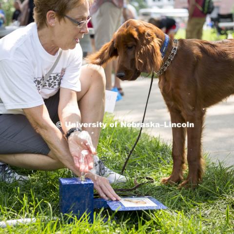 An owner tries to teach her 6-month-year-old puppy to drink from a dog accessible water fountain during the Husker Dog fest on August 11, 2018 on the University of Nebraska-Lincoln Campus. Photo by Alyssa Mae for University Communication.