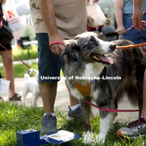 An owner tries to teach their dog to drink from a dog accessible water fountain during the Husker Dog fest on August 11, 2018 on the University of Nebraska-Lincoln Campus. Photo by Alyssa Mae for University Communication.
