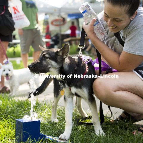 An owner tries to teach her 6-month-old puppy to drink from a dog accessible water fountain during the Husker Dog fest on August 11, 2018 on the University of Nebraska-Lincoln Campus. Photo by Alyssa Mae for University Communication.