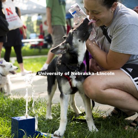 A 6-month-old puppy gives her owner kisses while learning to drink from a dog accessible water fountain during the Husker Dog fest on August 11, 2018 on the University of Nebraska-Lincoln Campus. Photo by Alyssa Mae for University Communication.