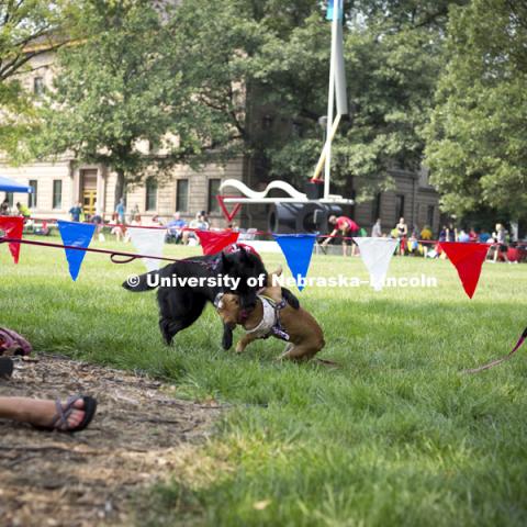 Two dogs play while their owners watch the Kansas City Disc Dogs perform during the Husker Dog fest on August 11, 2018 on the University of Nebraska-Lincoln Campus. Photo by Alyssa Mae for University Communication.