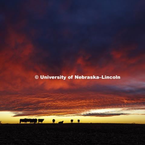 Silhouette of cattle in a field at sunset. January 7 2019. Photo by Craig Chandler, University Communication.